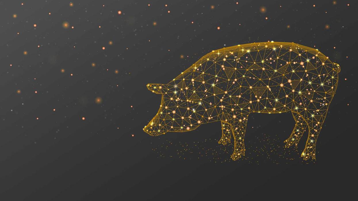 Majestic pig made of stars.