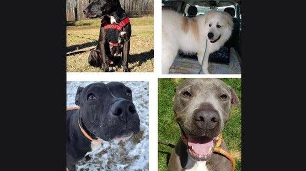 Make A Difference Rescue