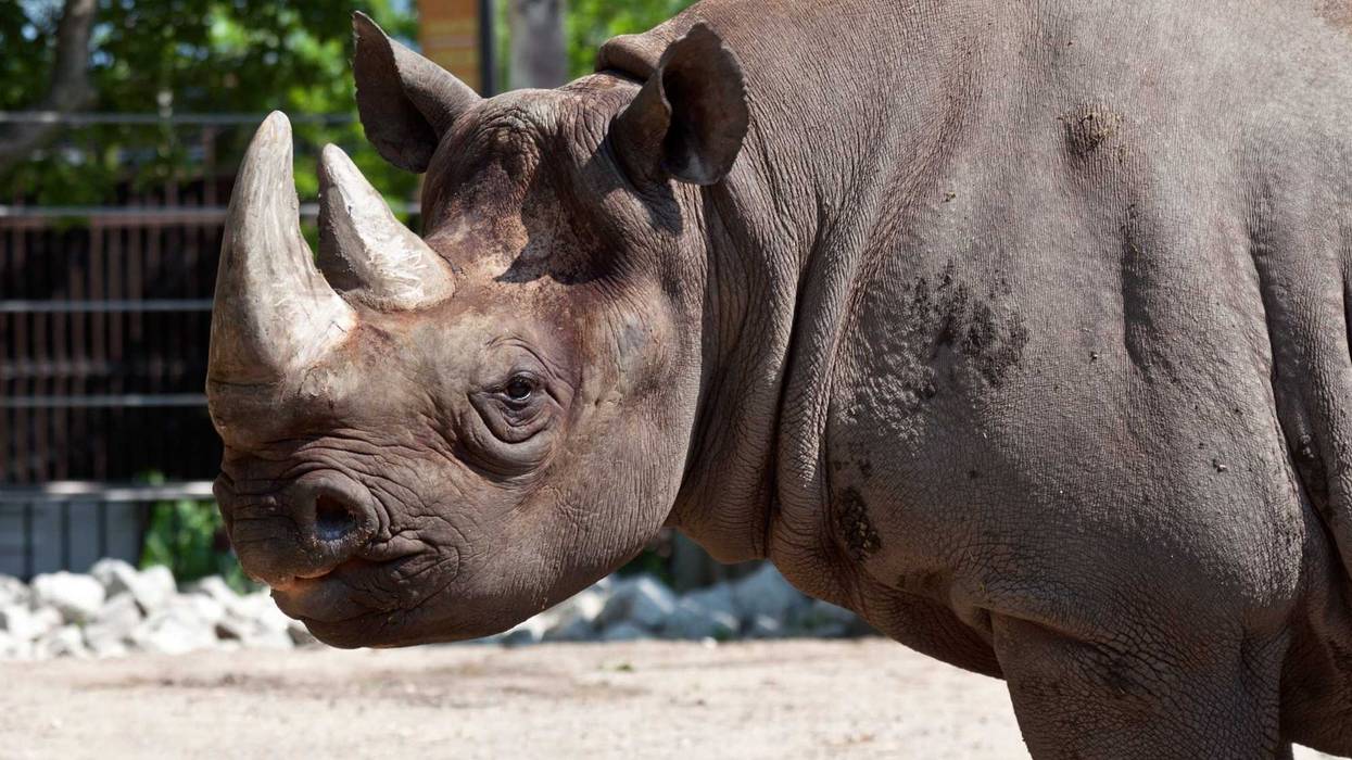 Maku, a 34-year-old male eastern black rhino at Lincoln Park Zoo