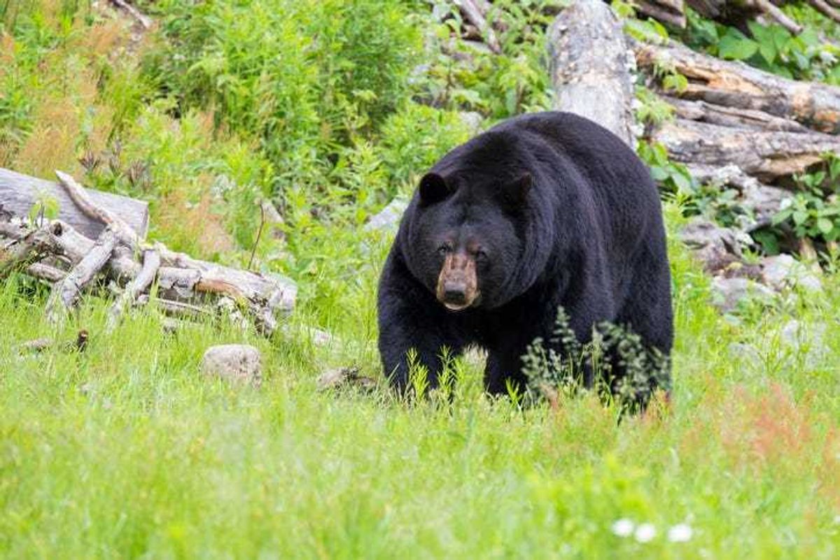 Male black bear.