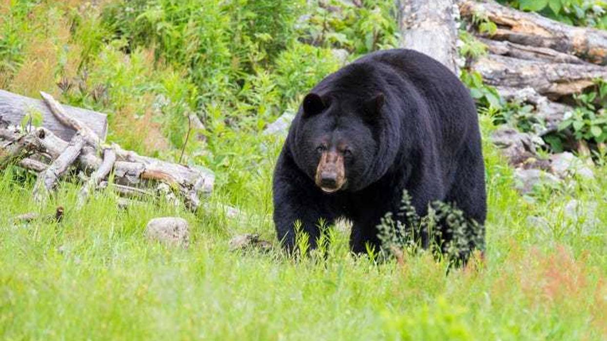 Male black bear.