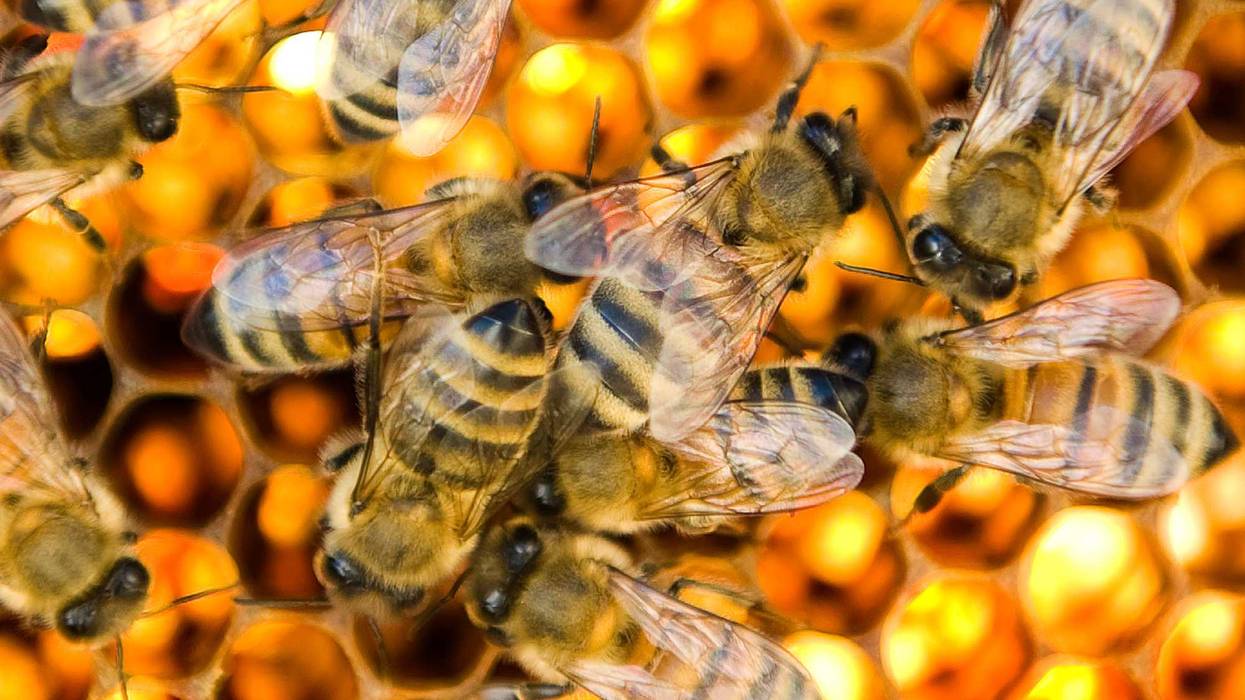 Male drones tend to honeycomb cells in a bee colony run by Adam Finkelstein and Kelly Rausch who are are raising super hardy queen bees to defeat colony collapse disorder and other ailments facing the honeybee in Frederick, Maryland, on Nov. 6, 2011.