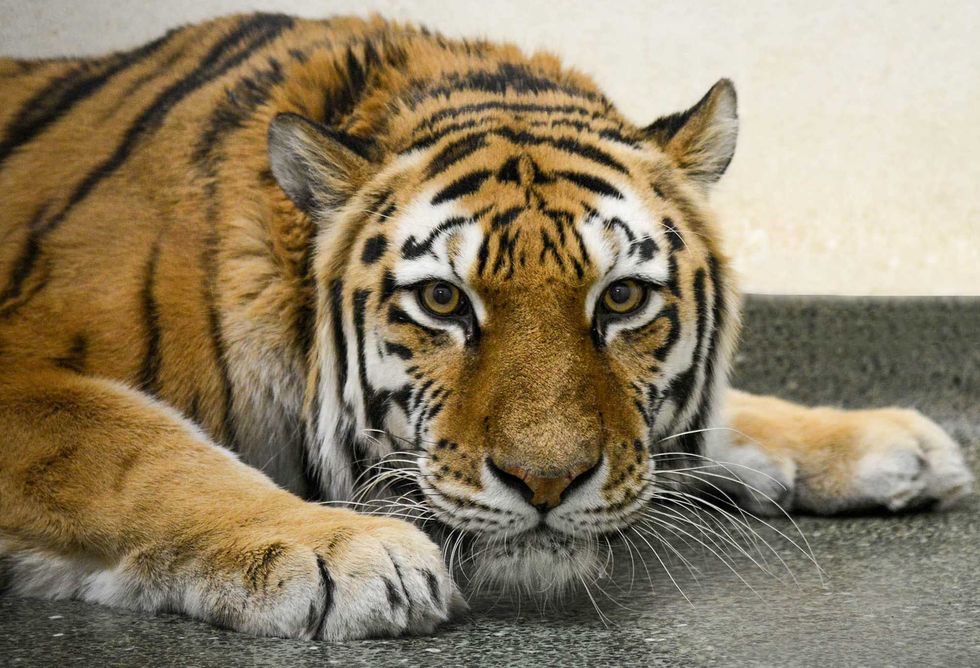 Veterinarians perform rare hip replacement on Amur tiger at Brookfield Zoo