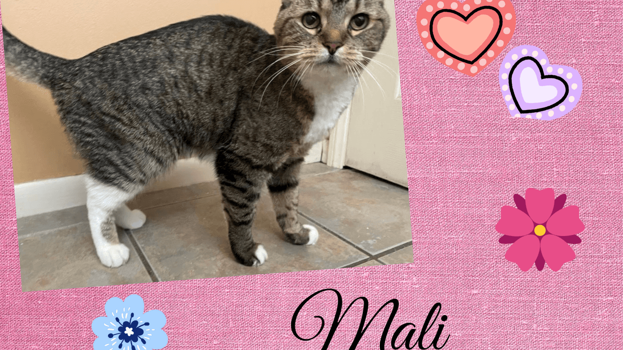 Mali, a fifteen year old tabby cat up for adoption through ARE Animal Rescue