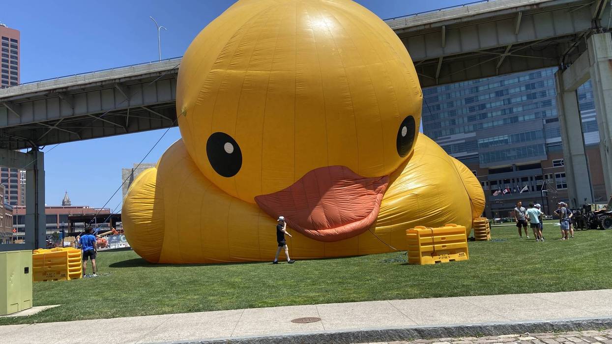 Visitors going 'quackers' for Mama Duck