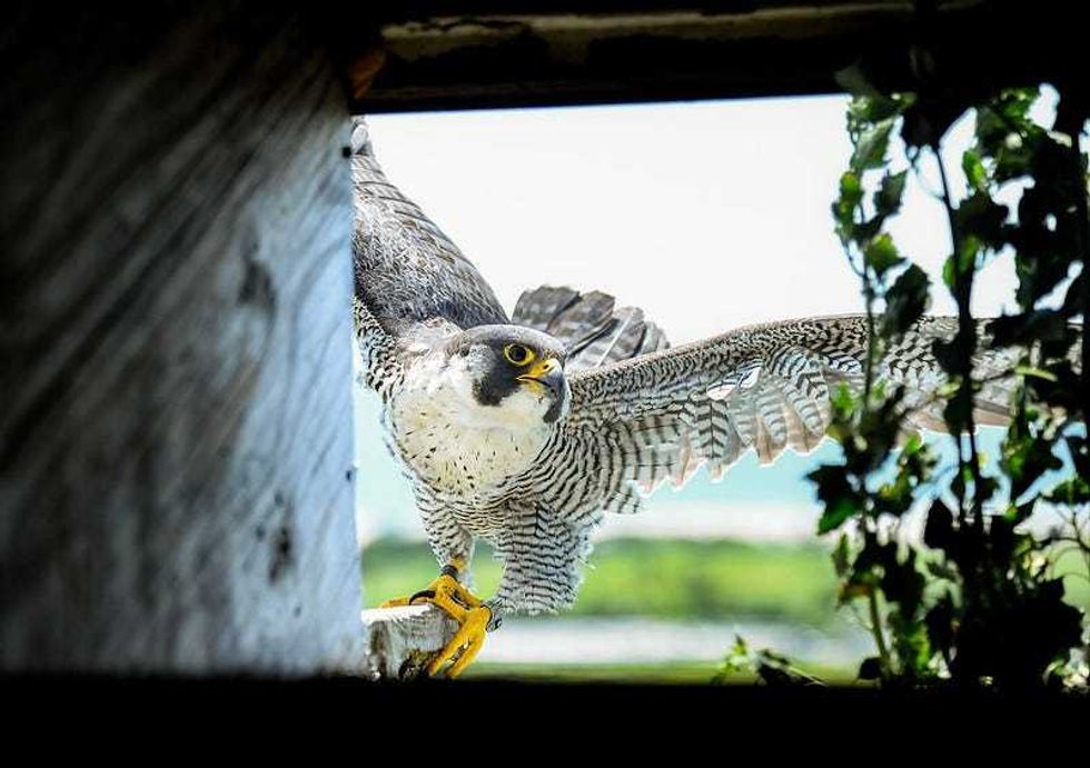 Mama falcon and her impressive wingspan