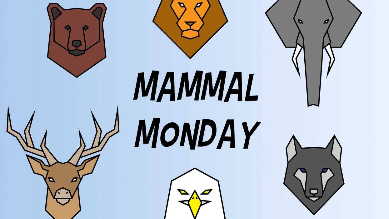 Mammal Monday