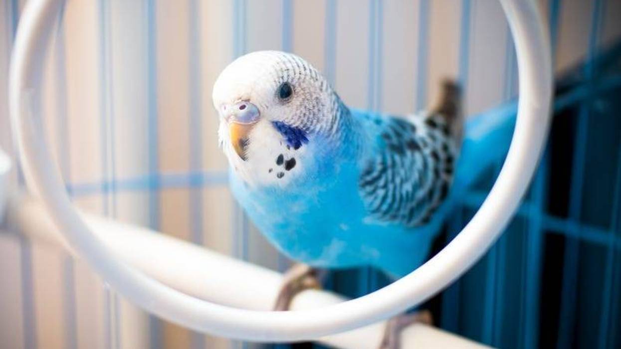 Man charged with animal cruelty for stomping parakeet to death at Allen Park pet store