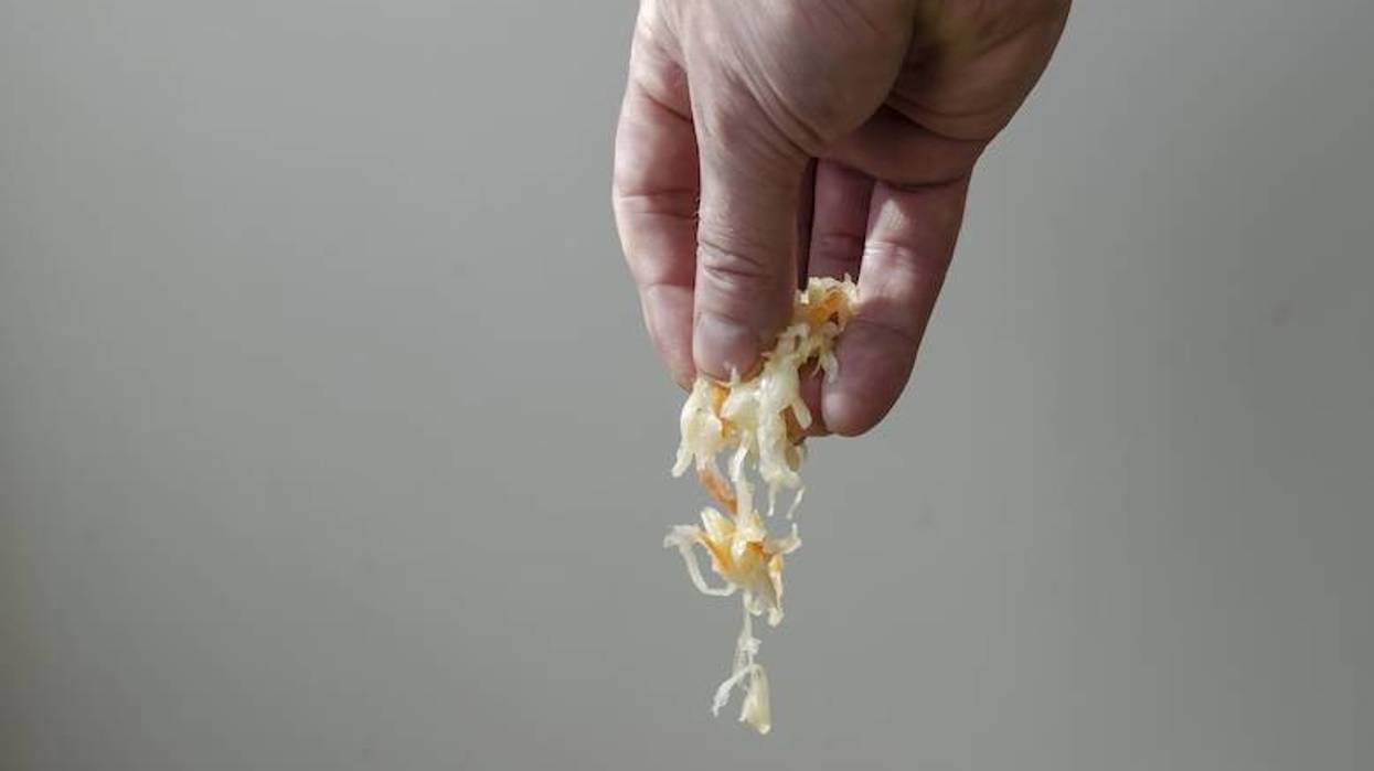 Man dangling pieces of sauerkraut