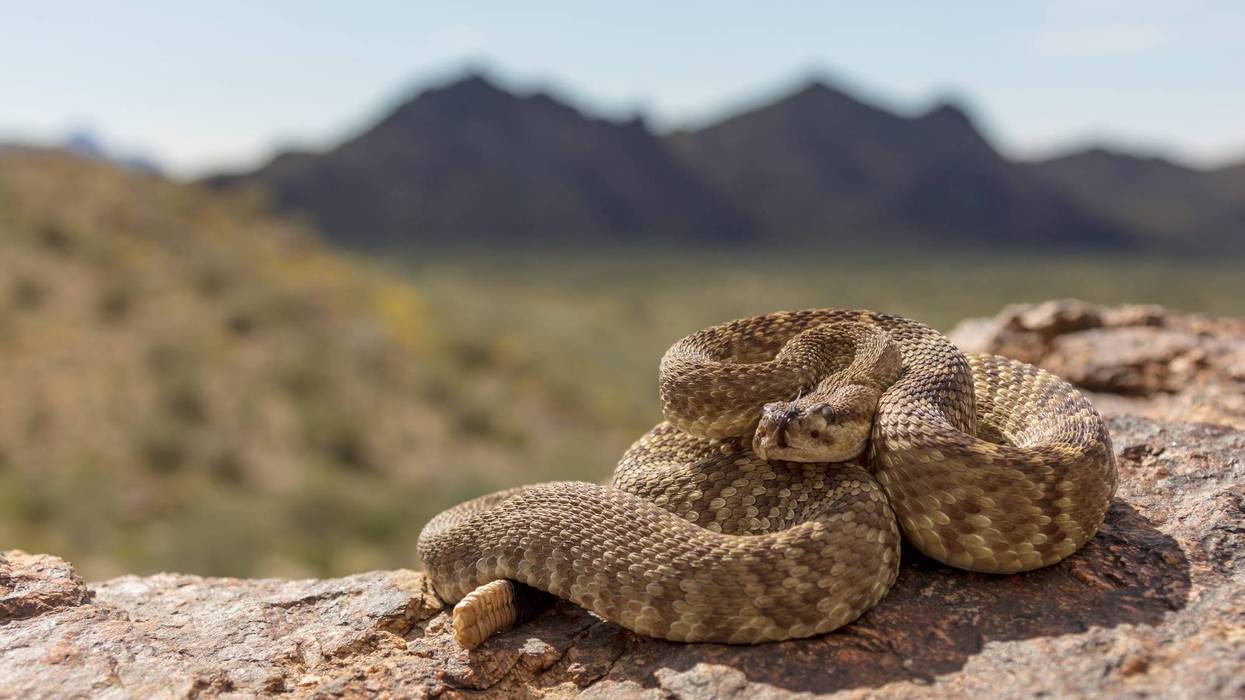 Man dies from rattlesnake bite