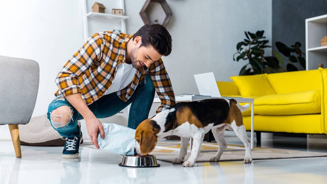man feeding cute dog in living room at home