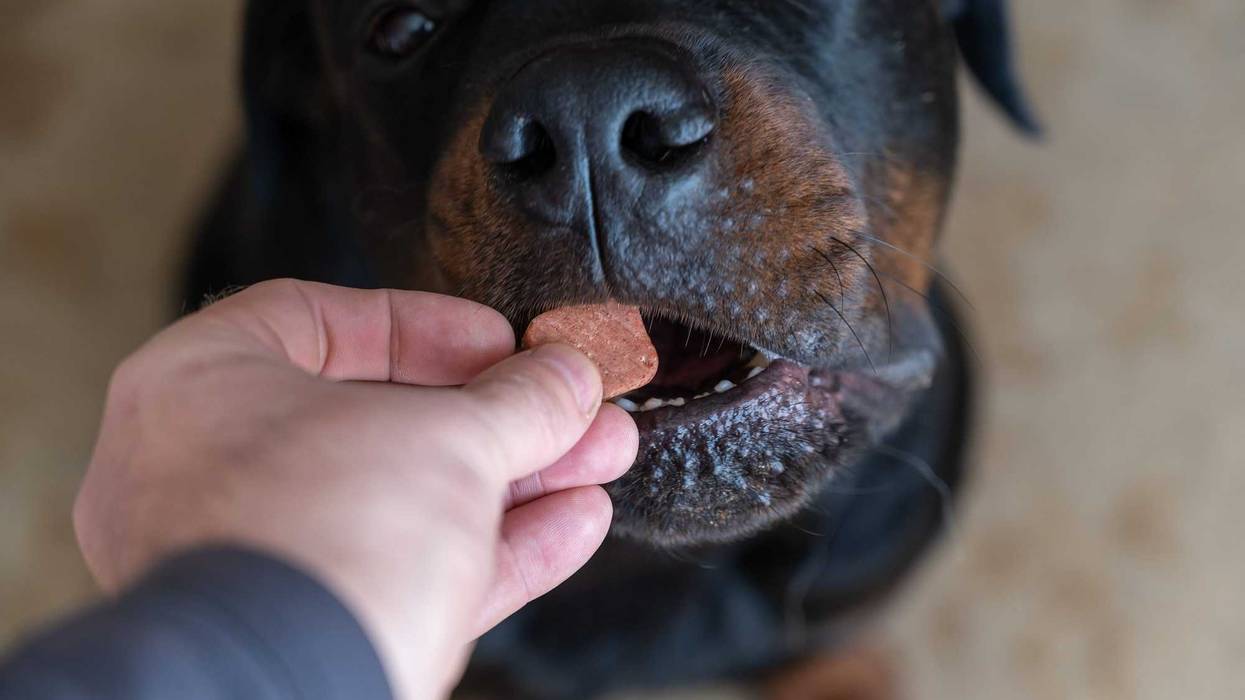 Man feeds chewable tablet to fleas and ticks to his pet. An oral veterinary drug is placed by hand into the open mouth Rottweiler. Large black dog sits on the floor of a living room. Selective focus