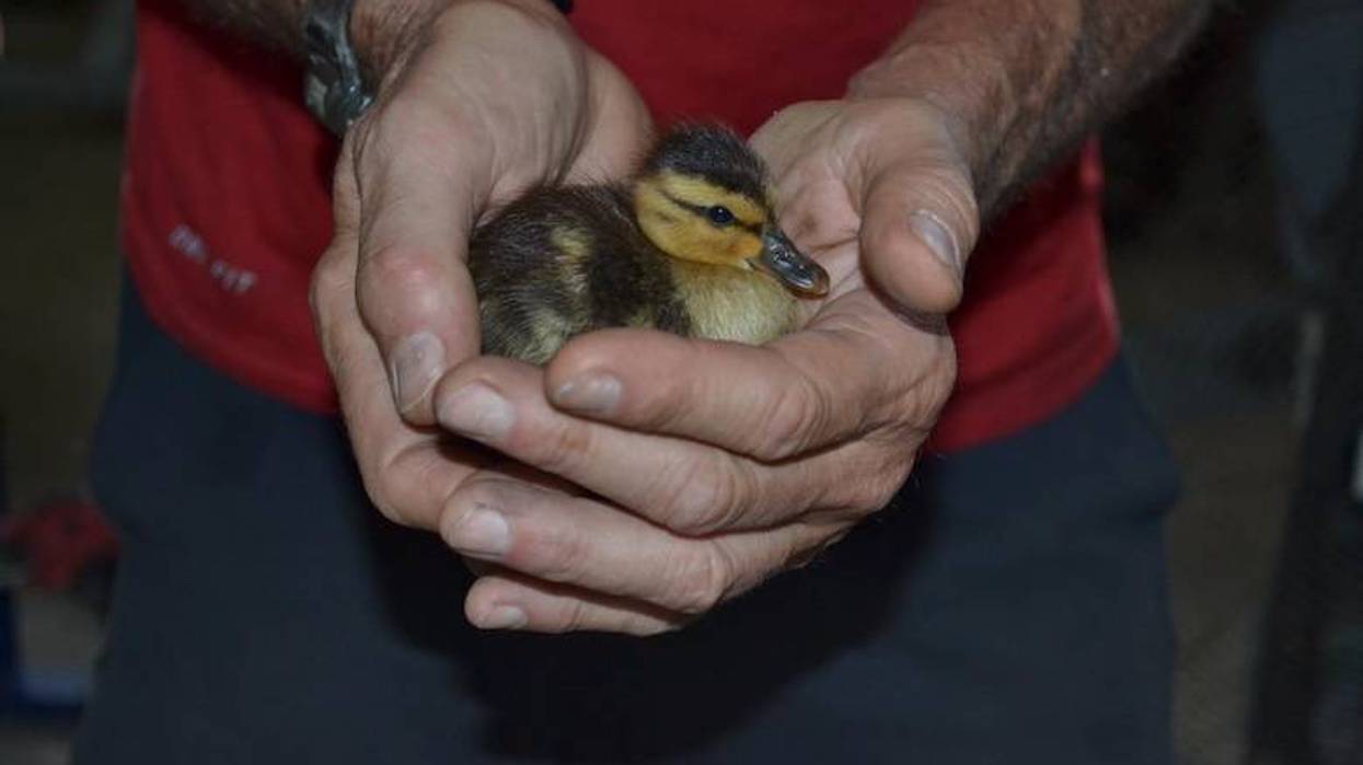 Farmers Branch Fire Department rescues group of ducklings trapped in a storm drain