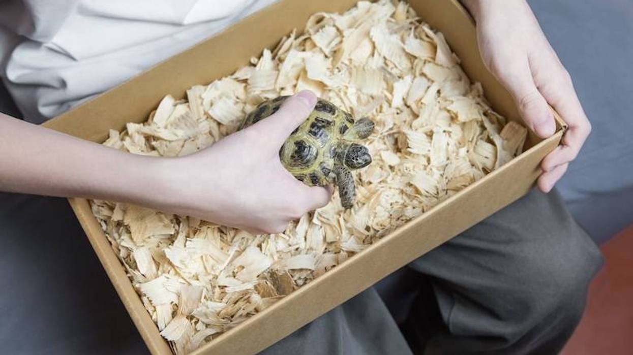 Man holding a turtle in a box