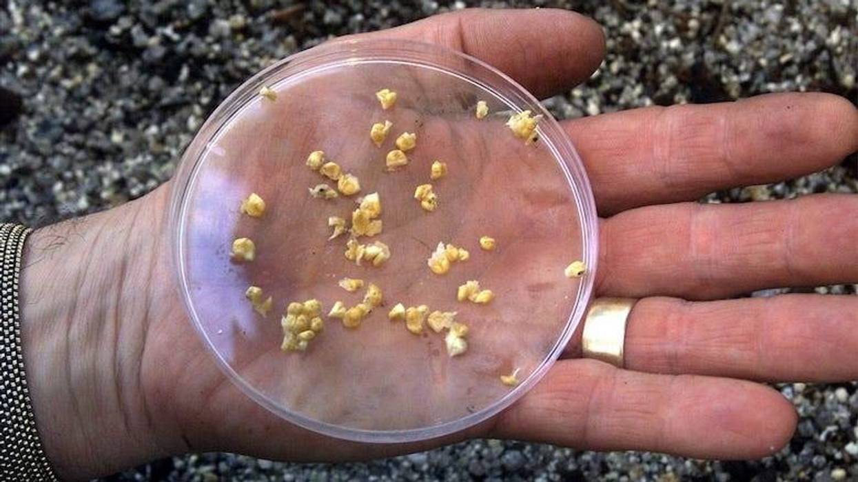 Man holding seeds in a petri dish in his hand