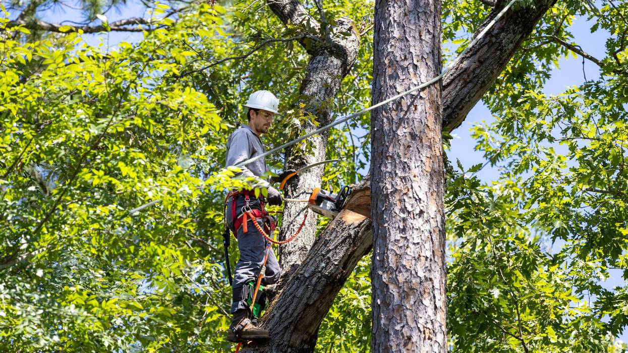 man in tree, trimming branches