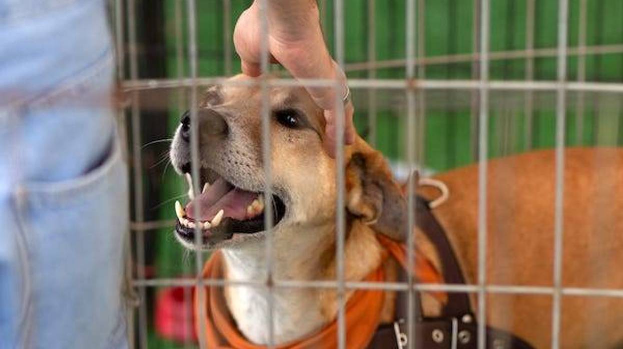 Man petting a dog in a pen available for adoption