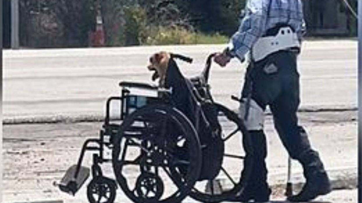 Man Pushes Dog In Wheelchair So He Wouldn't Have To Walk in Houston, Texas Heat!