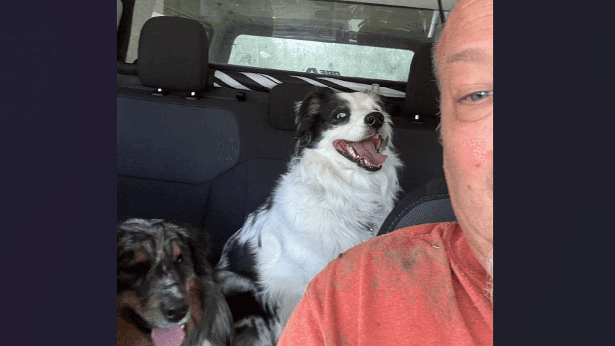 Man's selfie with two happy dogs in the car backseat.