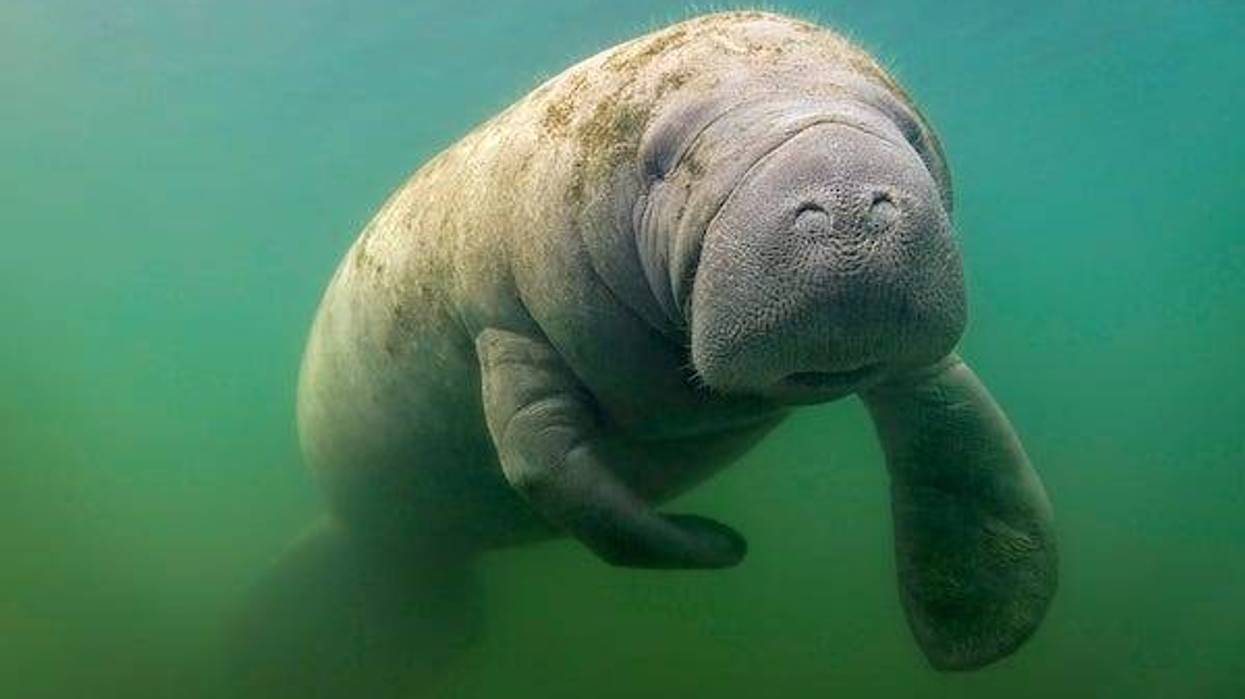 Manatee swimming underwater