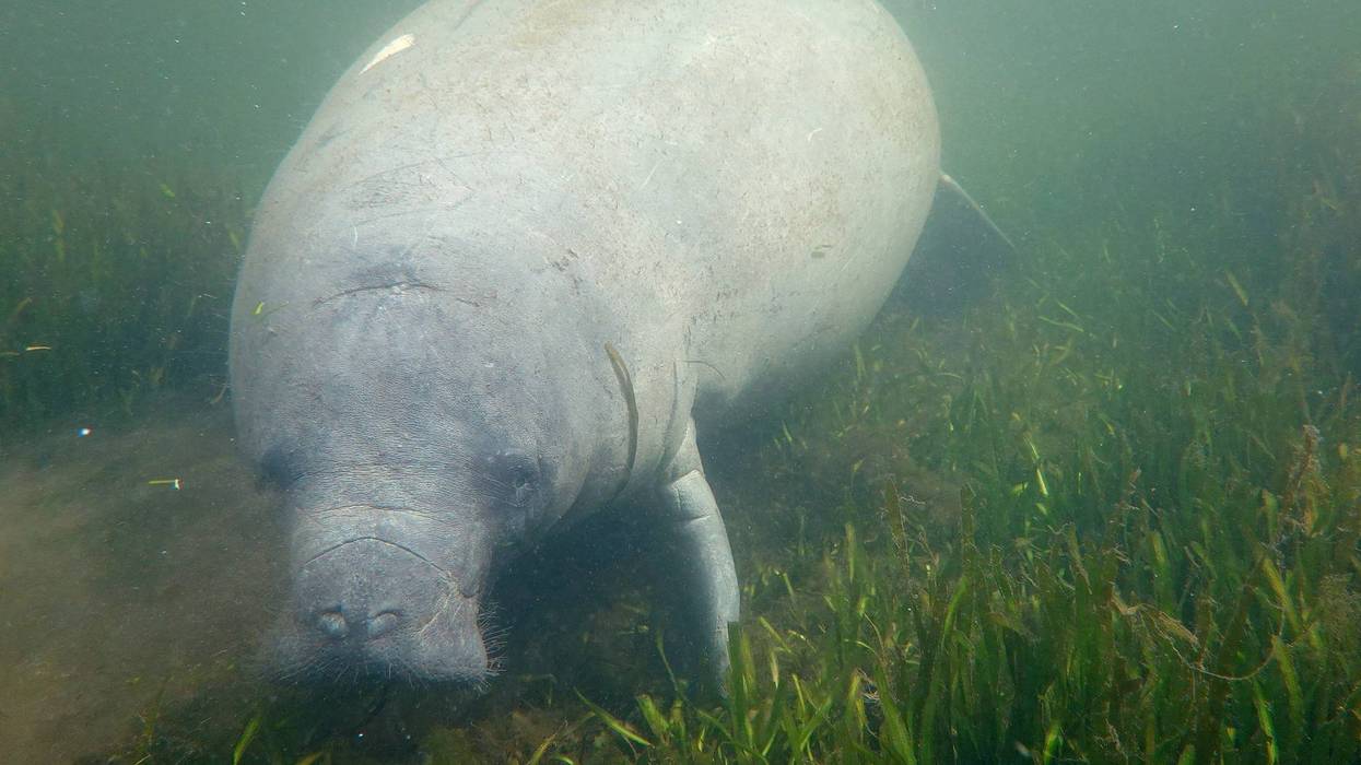 Manatee