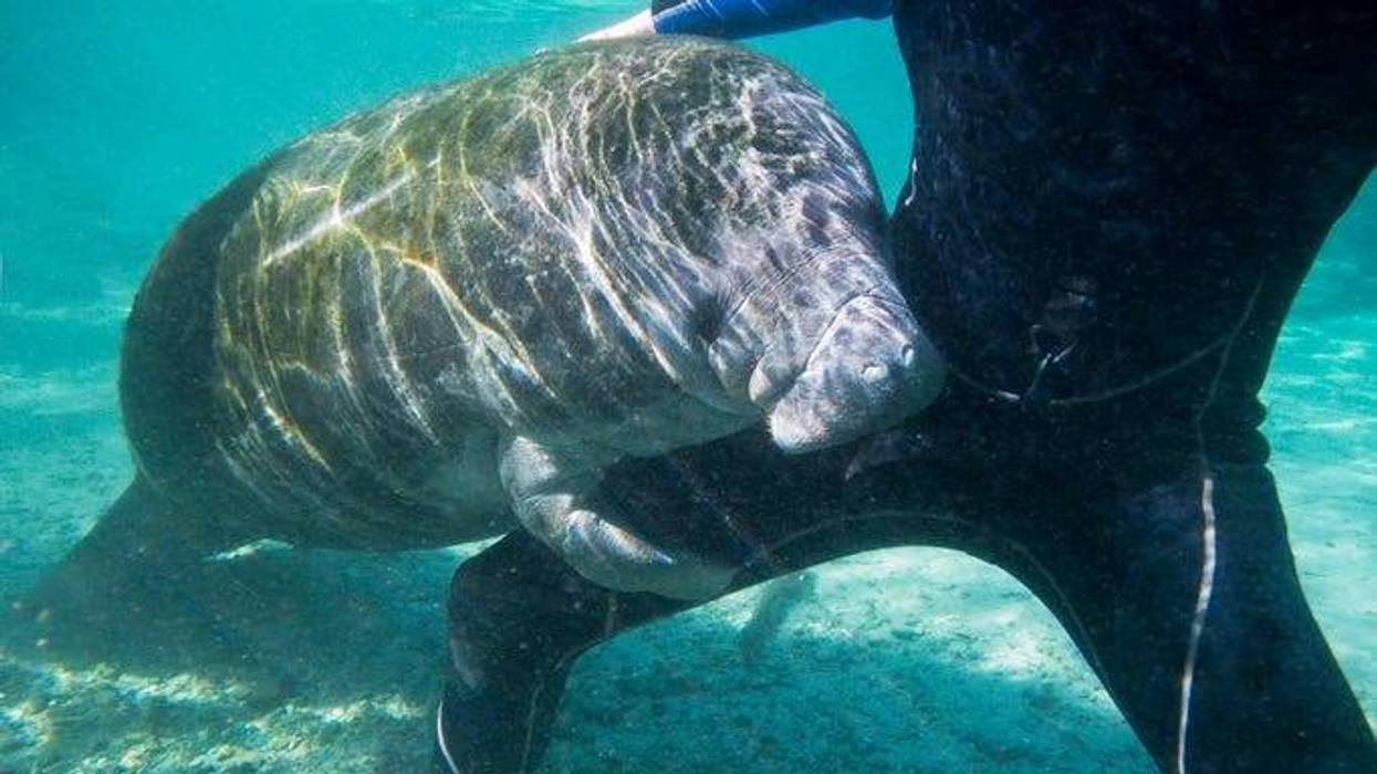 manati