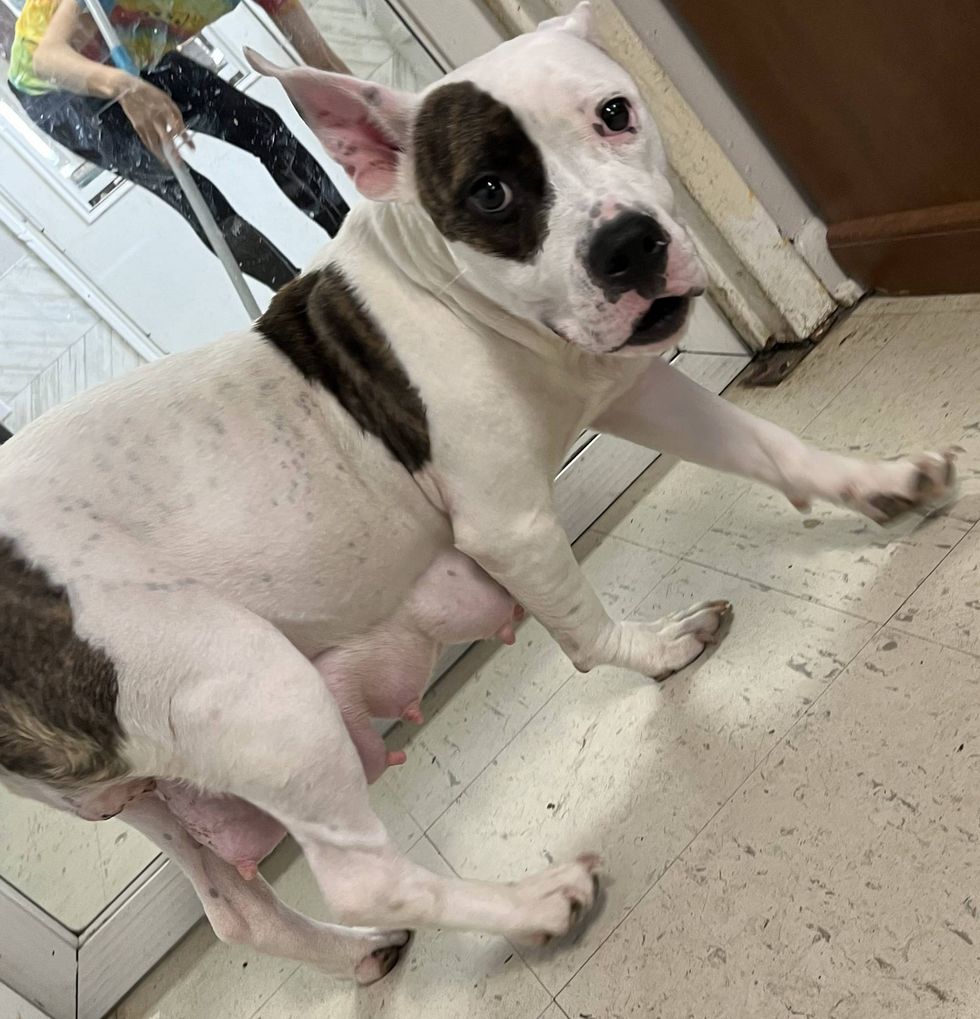 Mandy the pit bull mix