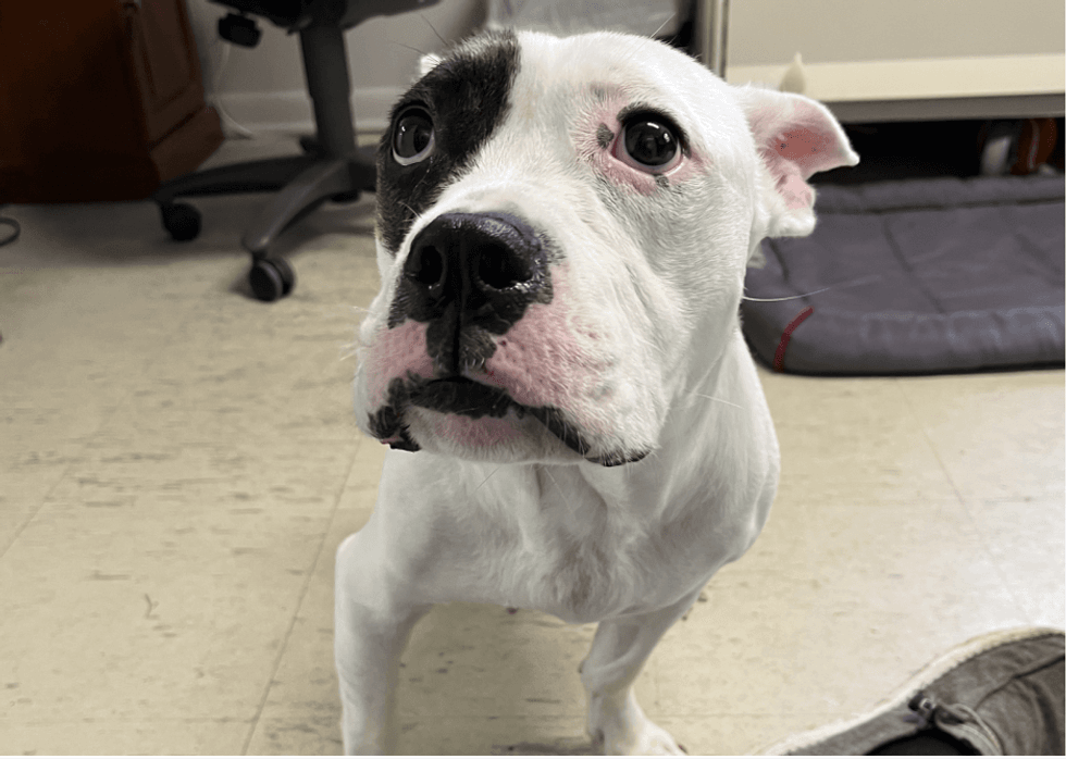 Mandy the pit bull mix