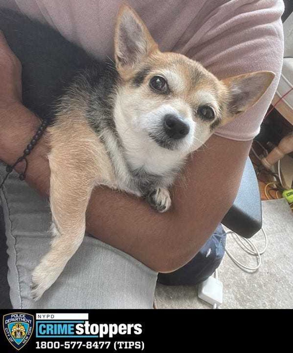 Mango the dog is still missing