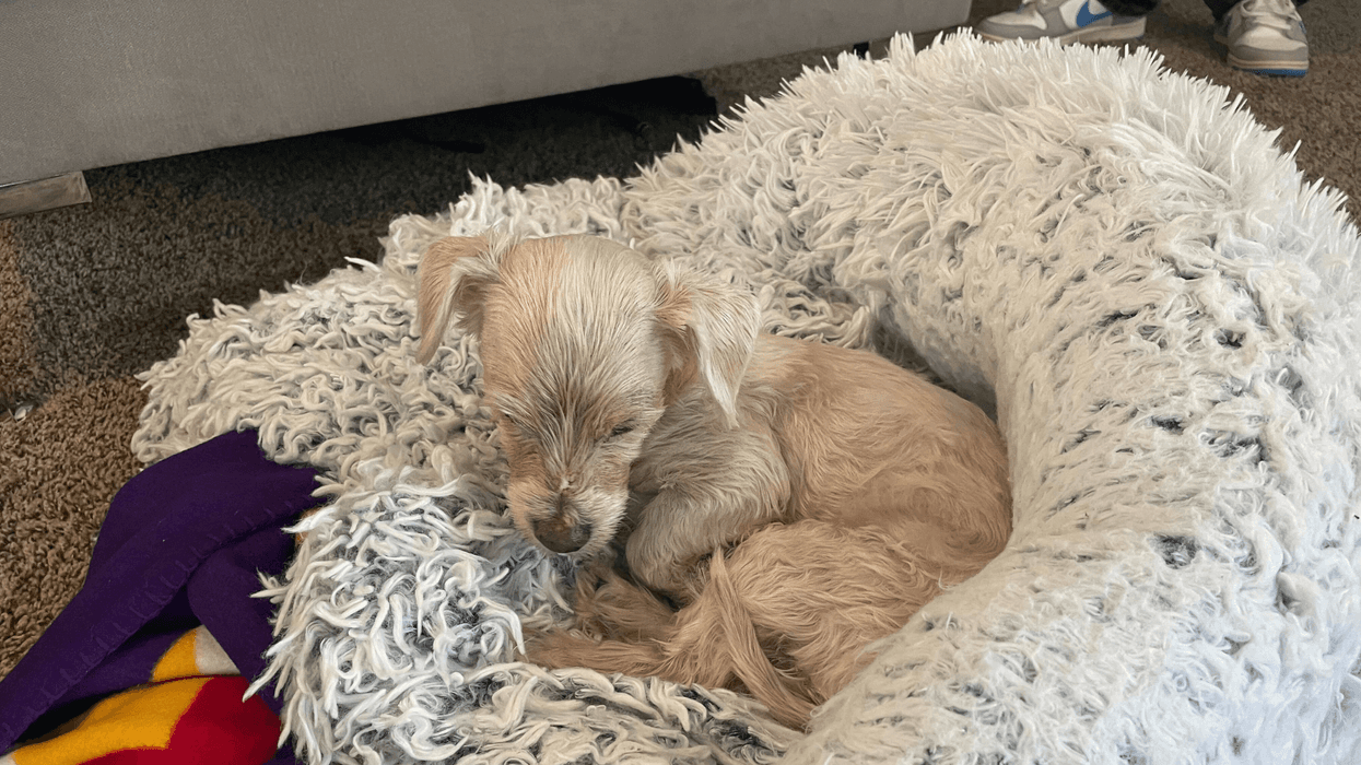Manhattan Beach dentist reunited with his dog after 5 years