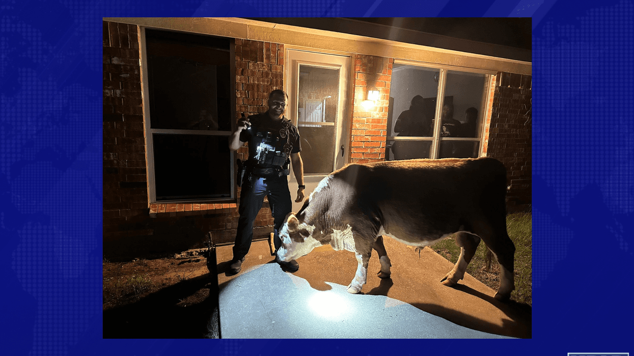 Mansfield PD directs cow