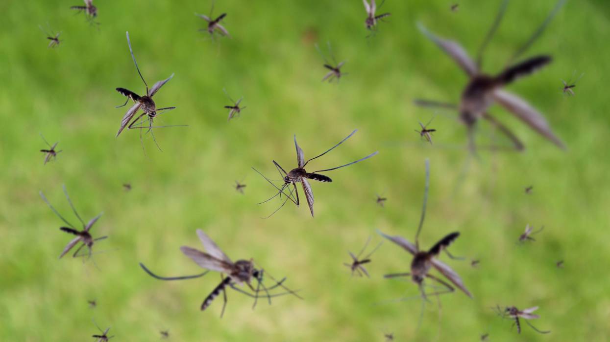 Many mosquitoes fly over green grass field