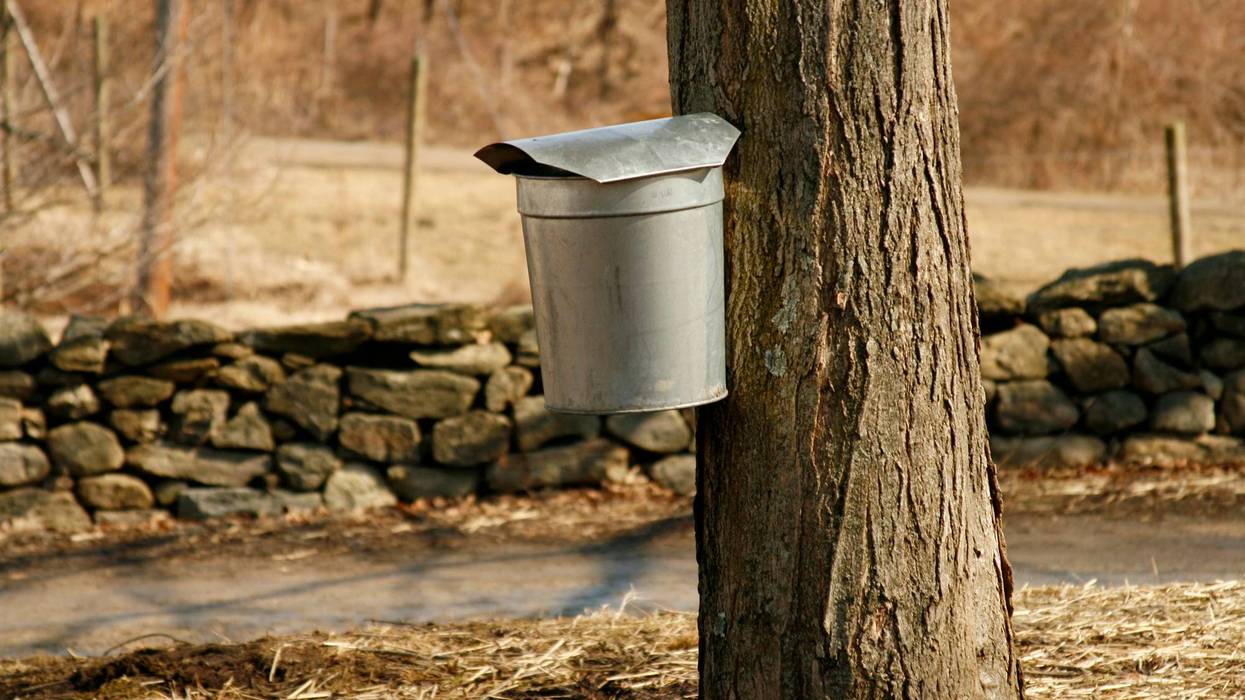 Maple Sugaring