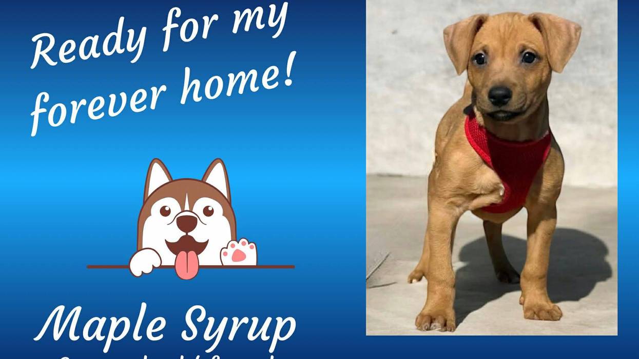 Maple Syrup, a three month old brown puppy wearing a red harness