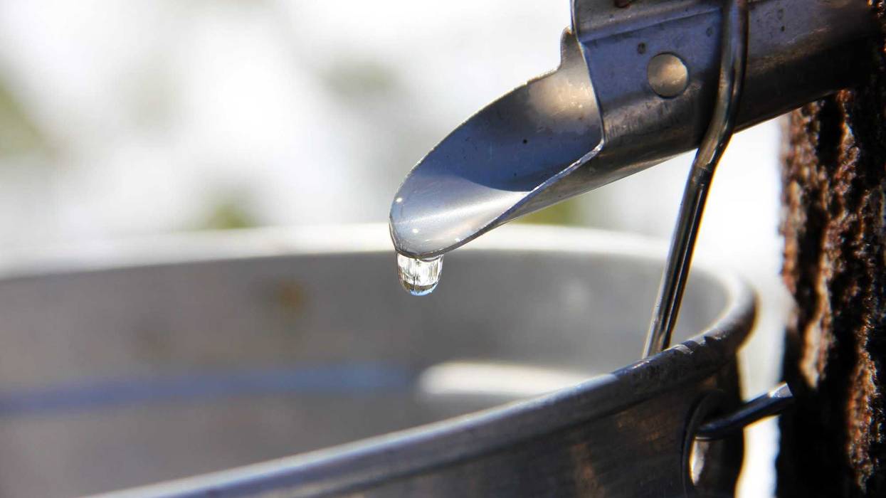 Maple Syrup Tap