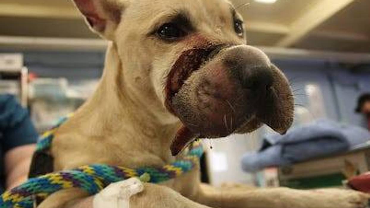 Marigold, in recovery at Main Line Animal Rescue.