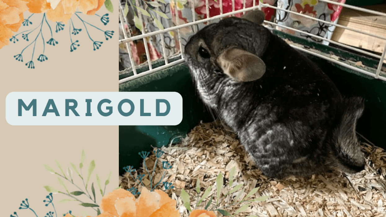 Marigold