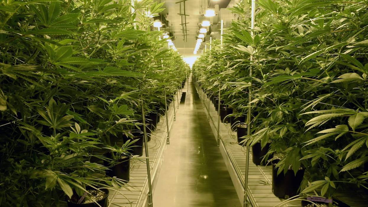 Marijuana Cultivation Center