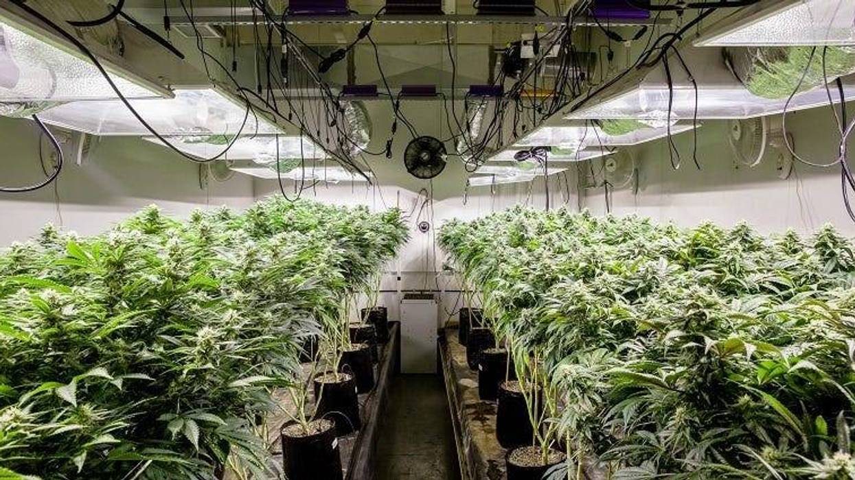 marijuana growing operation