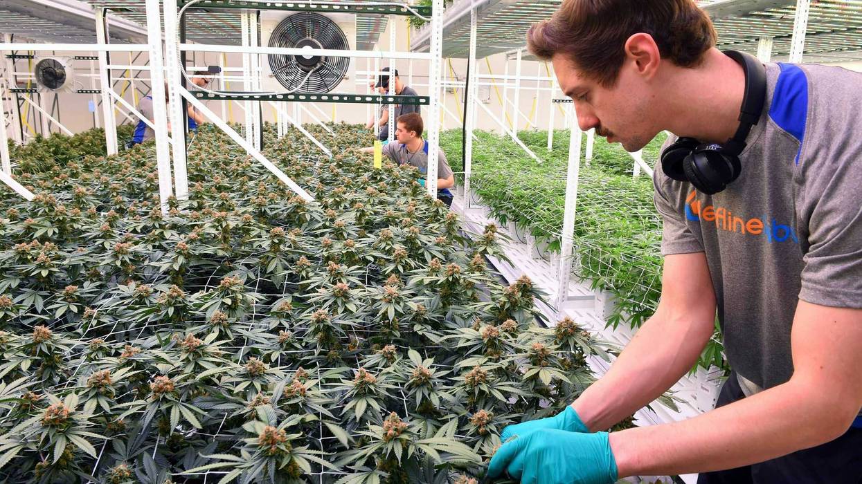 Marijuana Minnesota