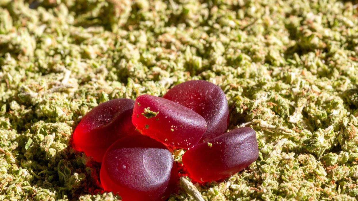 Marijuana or thc edible concept