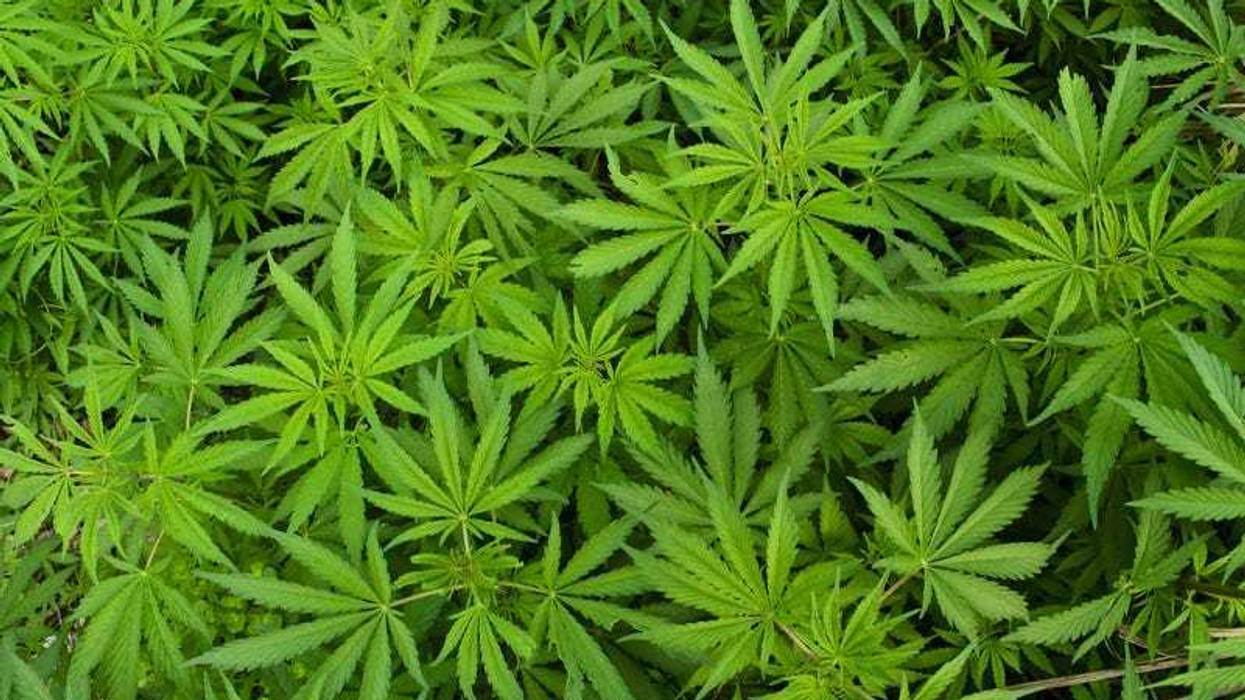 marijuana-plant-dreamstime_s_39200918.jpg