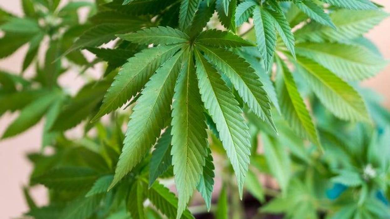 marijuana plant