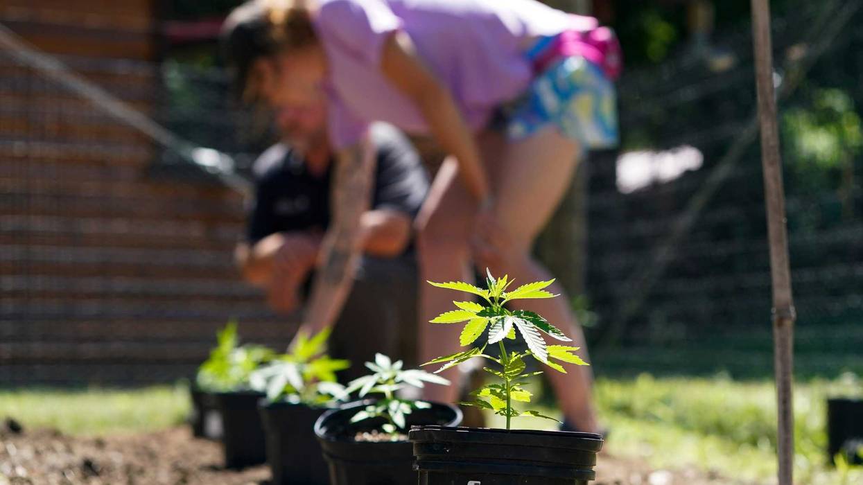 Marijuana plants for the adult recreational market are spaced out prior to being planted at Homestead Farms and Ranch in Clifton Park, N.Y., Friday, June 3, 2022