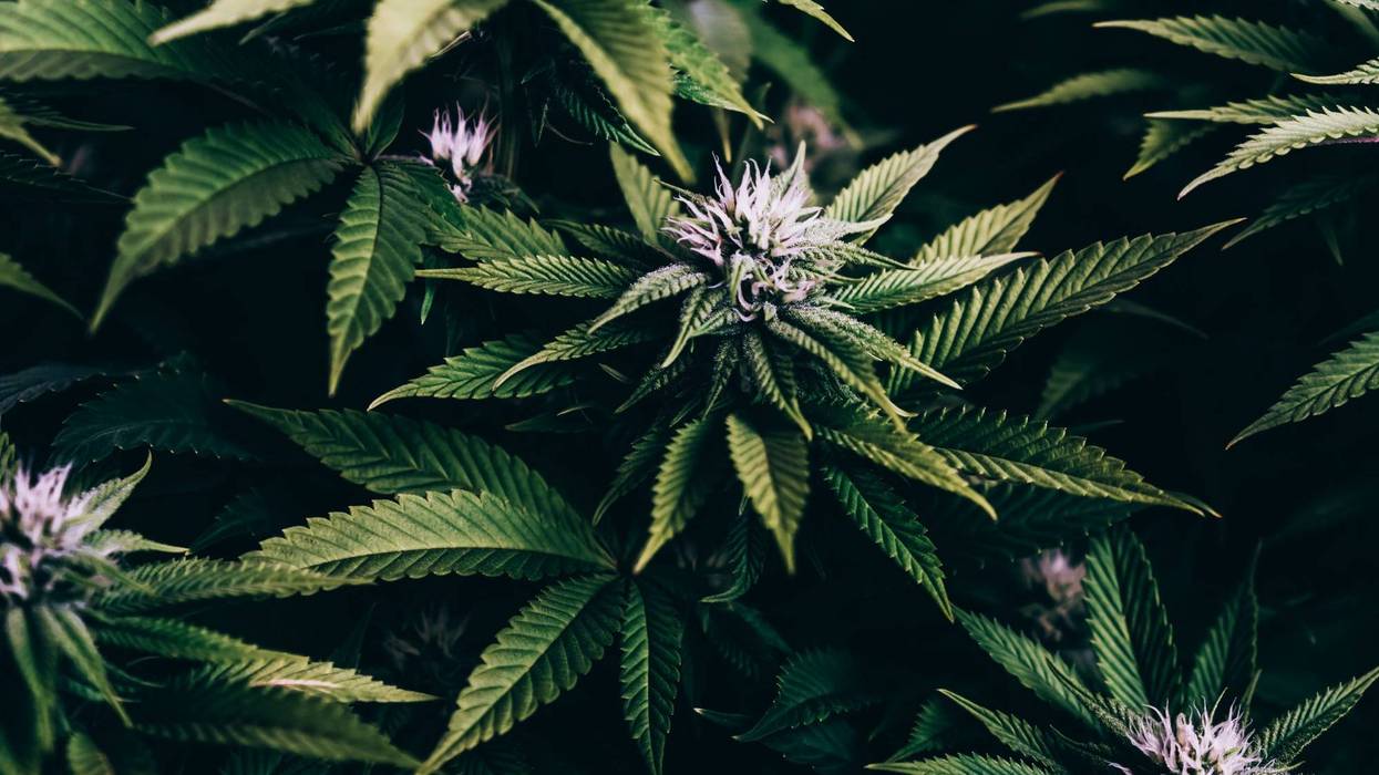 Marijuana plants