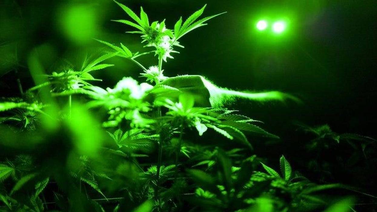 marijuana plants