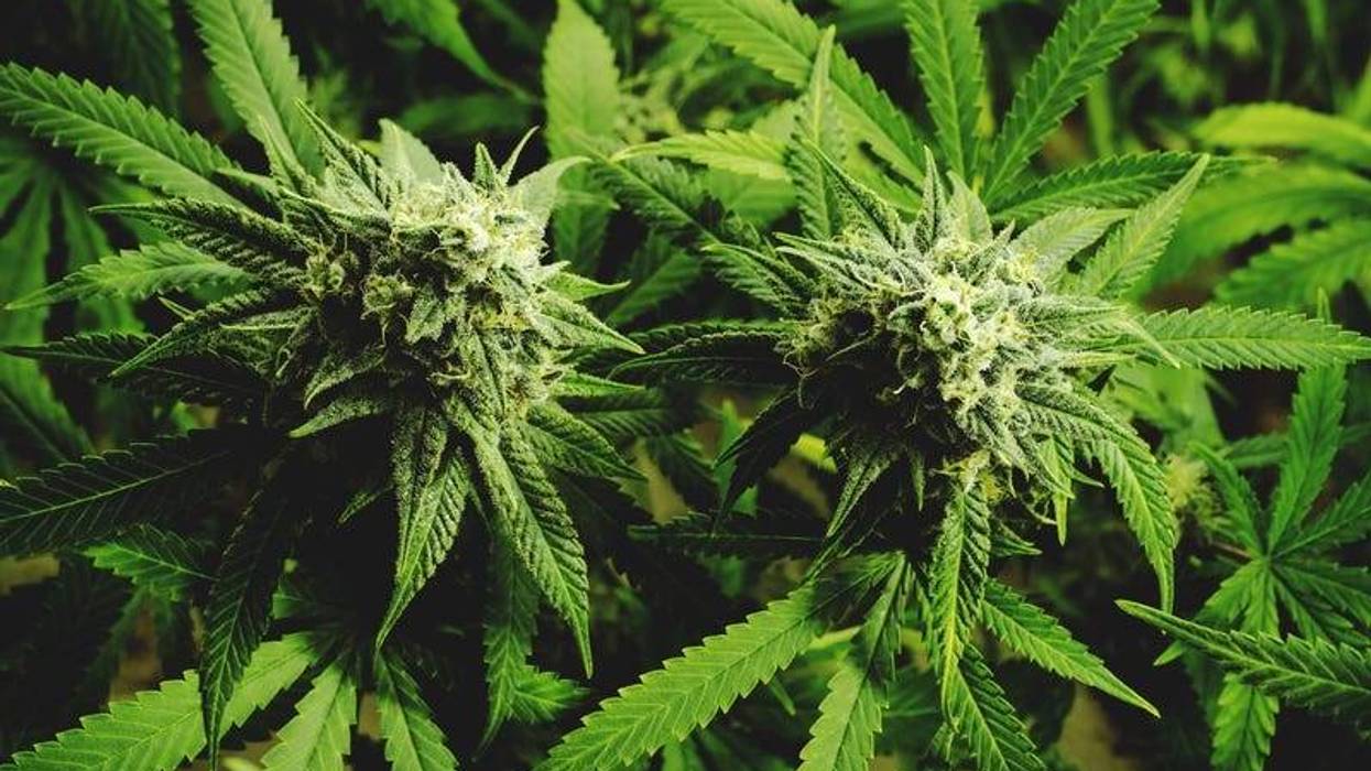 Marijuana plants