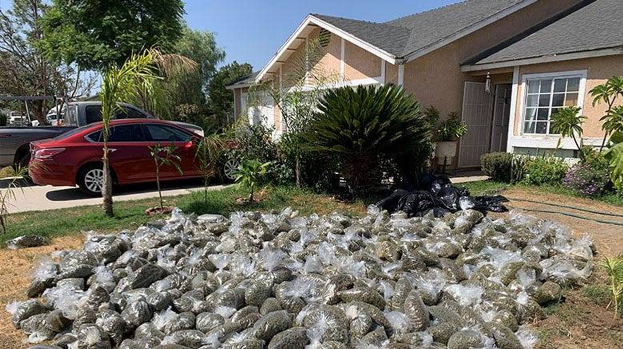 Marijuana Seizure San Bernardino Co. Sheriff's Dept.