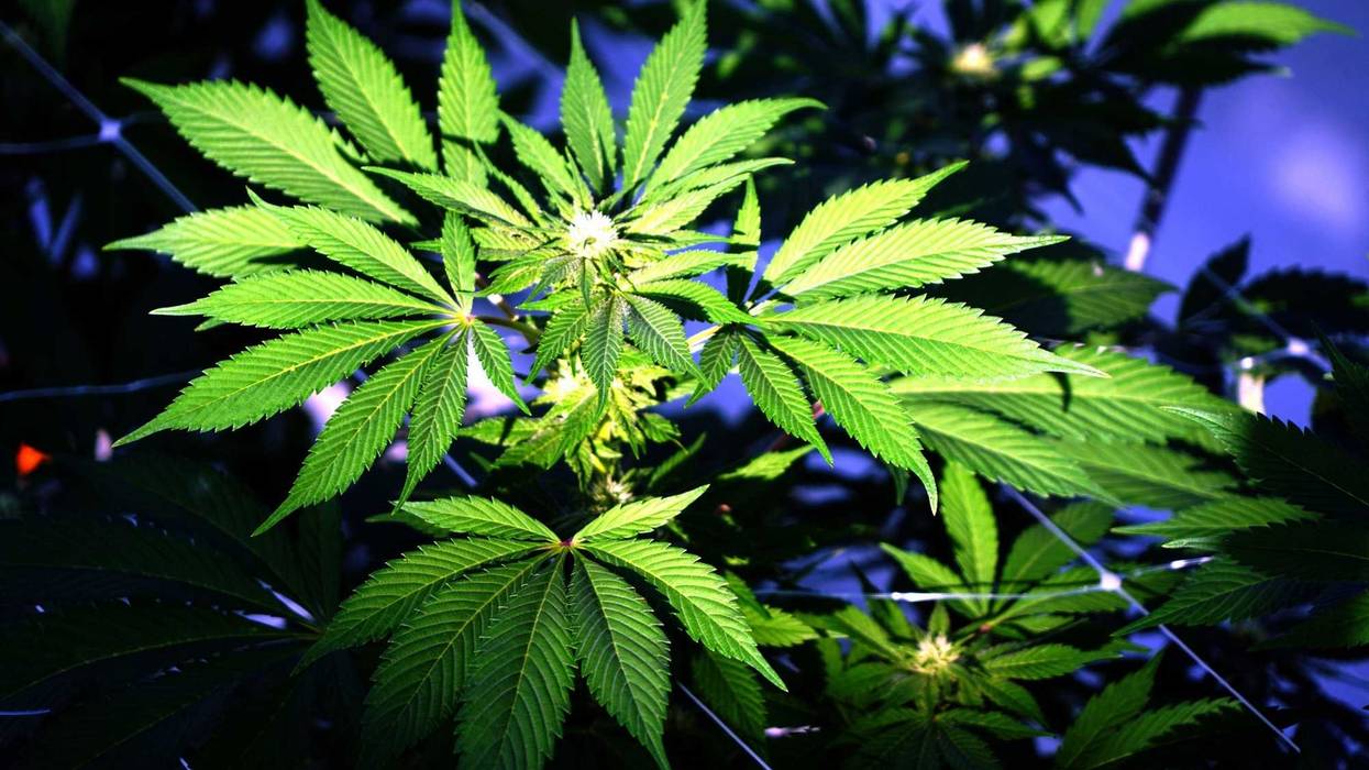 Marijuana weed