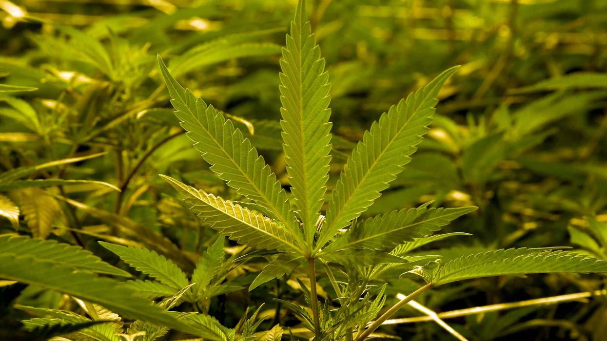 Marijuana